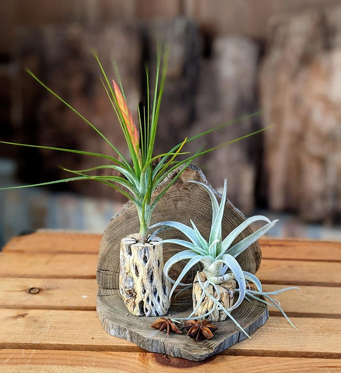 Handcrafted Live Air Plant Gift