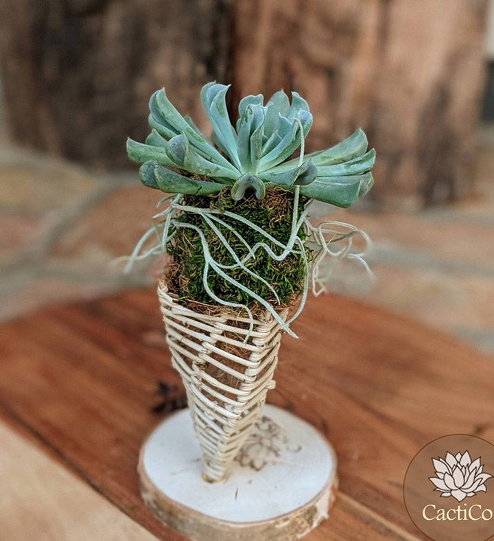 Live Succulent In A Vine Cone