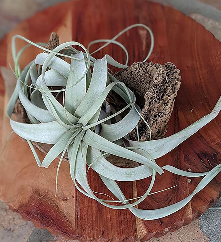 Large Air Plant With Driftwood Display
