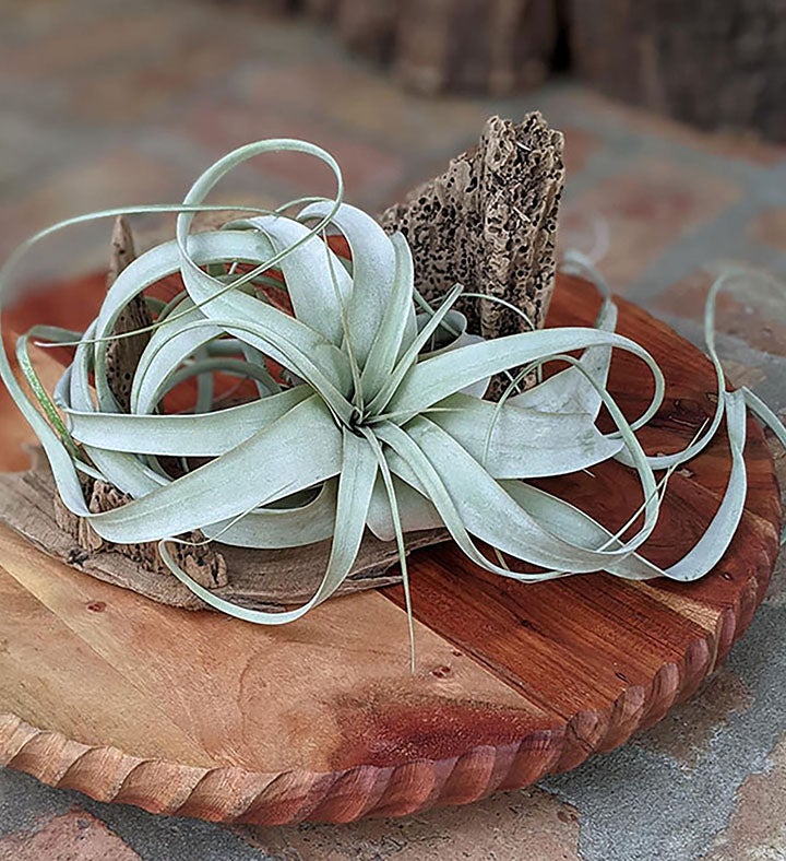 Large Air Plant With Driftwood Display | Marketplace | 1800Flowers