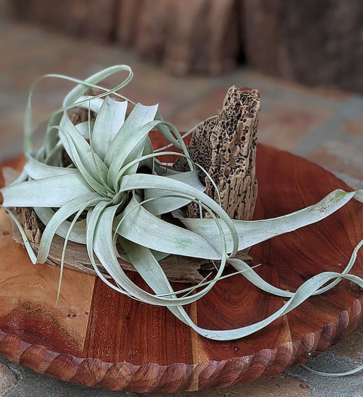 Large Air Plant With Driftwood Display