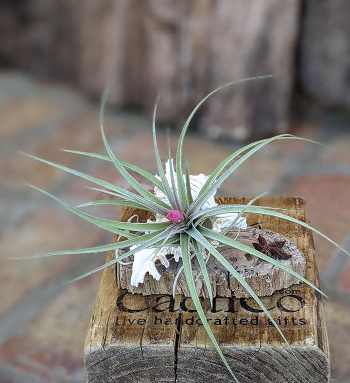 Blooming Air Plant A Seashell And Driftwood