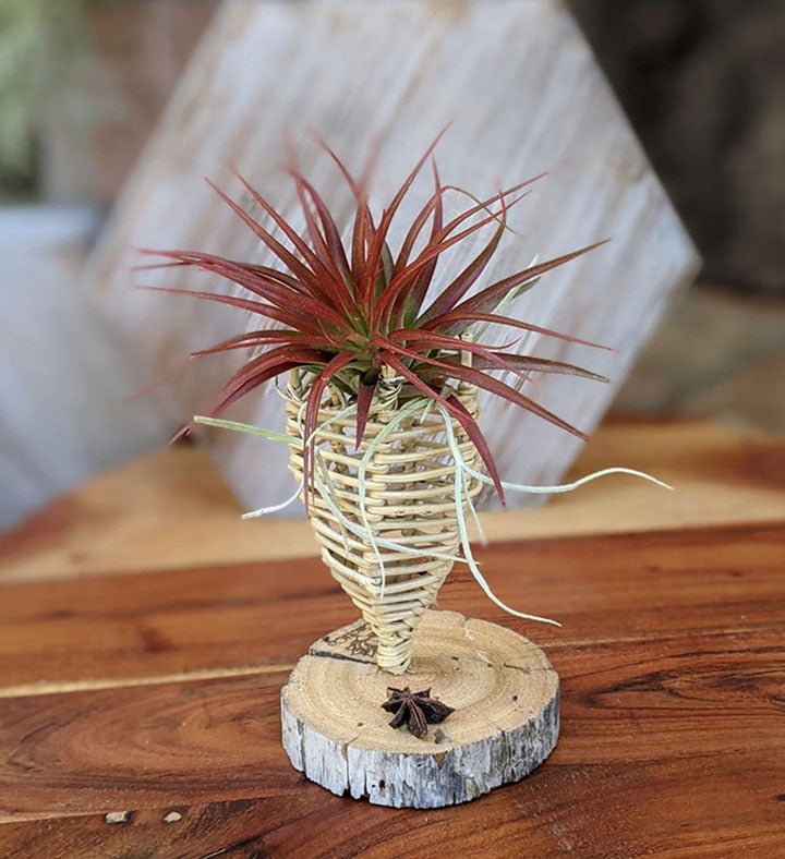 Large Red Air Plant In A Handcrafted Vine Cone And Driftwood Stand