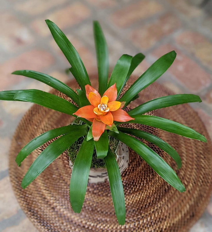 Bromeliad In A Coconut Shell