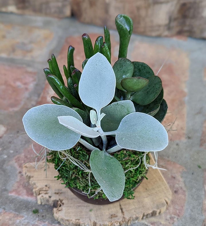 Succulents in a Coconut Shell Pot