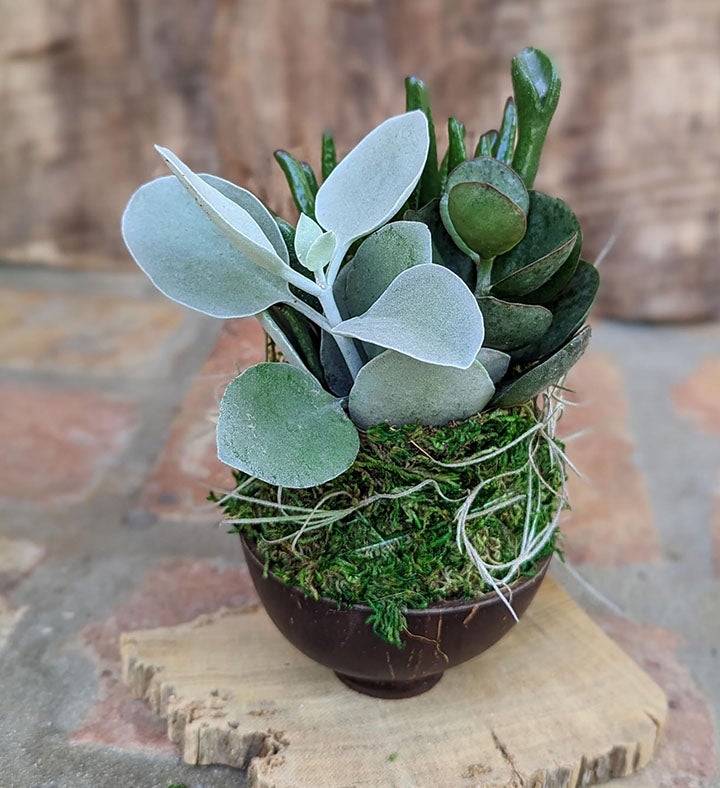 Succulents in a Coconut Shell Pot