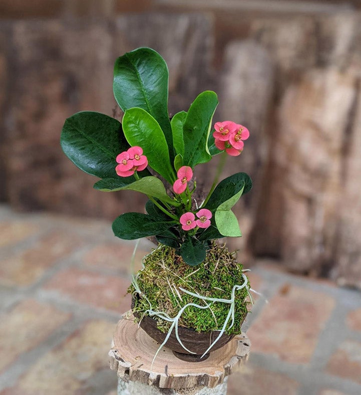 Blooming Cactus In A Coconut Shell Pot 