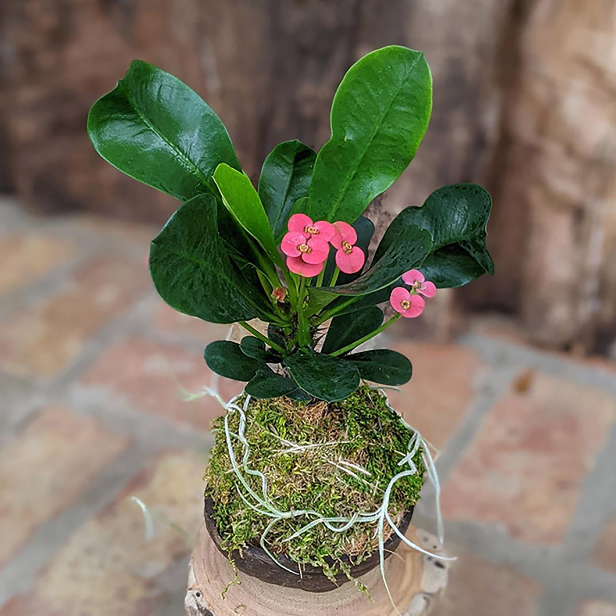 Blooming Cactus In A Coconut Shell Pot 