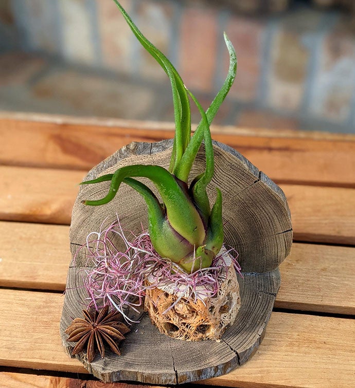 Air Plant Gift With Cholla Driftwood 