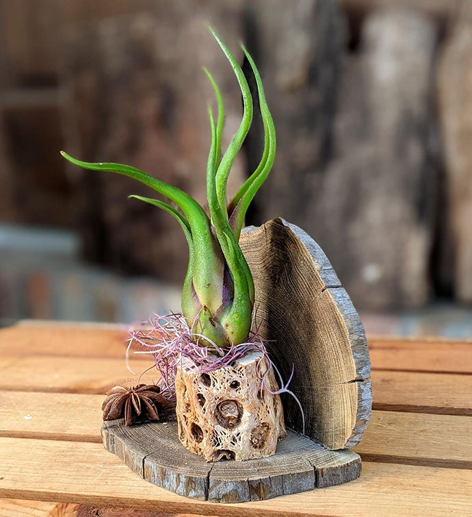 Cholla Wood Indoor Plant Arrangement, Handmade Plant Gift