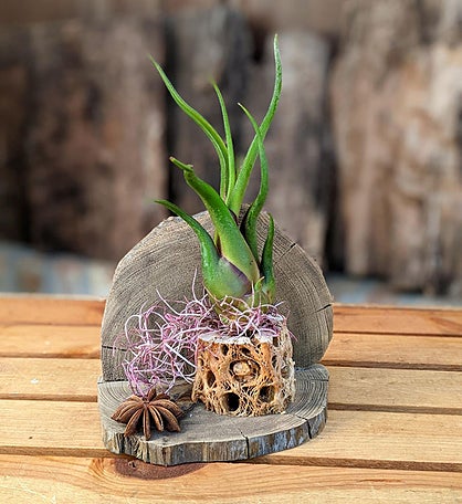 Air Plant Gift With Cholla Driftwood 
