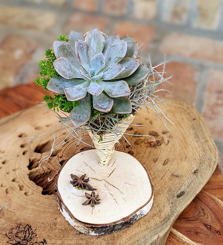 Live Succulent In A Vine Cone