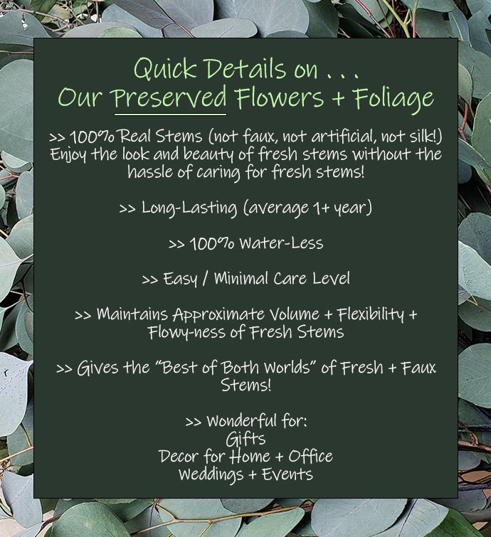 Pearls Of Green Bouquet: Everlasting Eucalyptus, Dried Flower Plant Gift