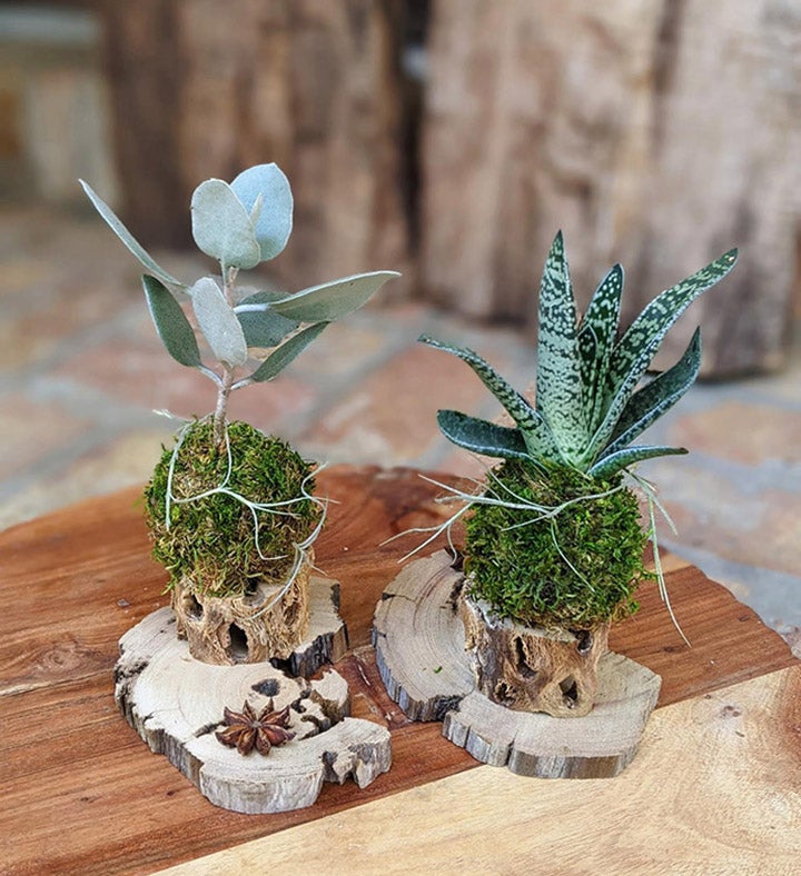 Live Succulents With Driftwood Stands