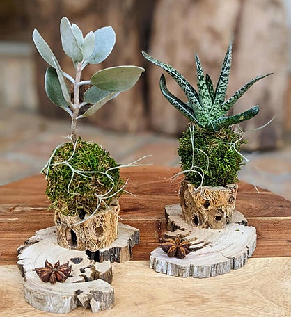 Live Succulents With Driftwood Stands