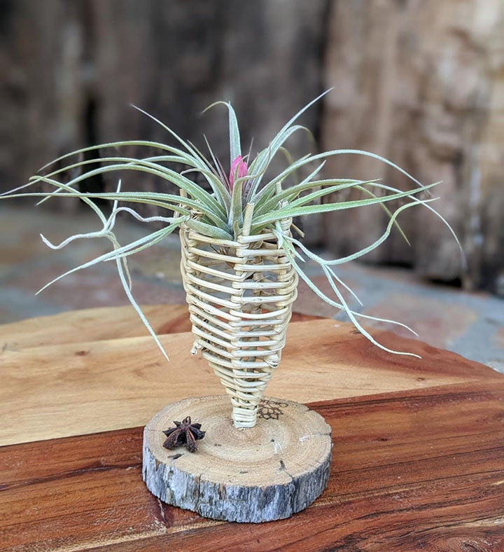 Blooming Air Plant In A Vine Cone