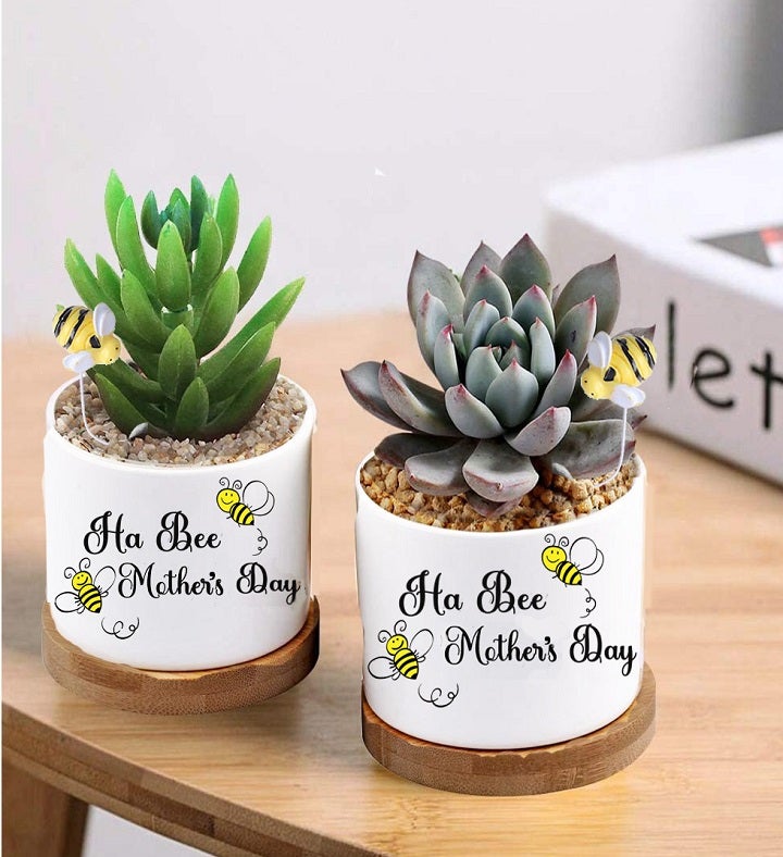 Mothers Day Succulent | Marketplace | 1800Flowers