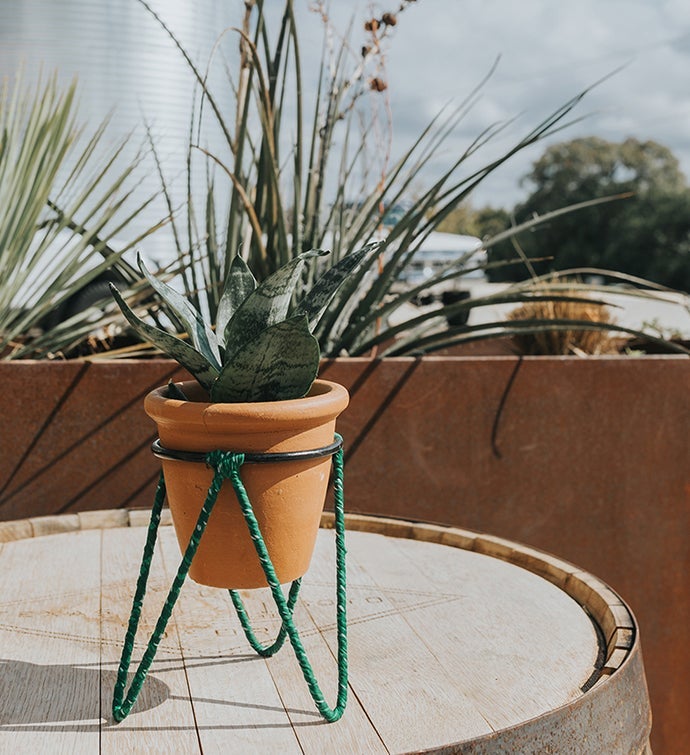 Sarang Plant Pot and Stand - Medium - Artists and Objects