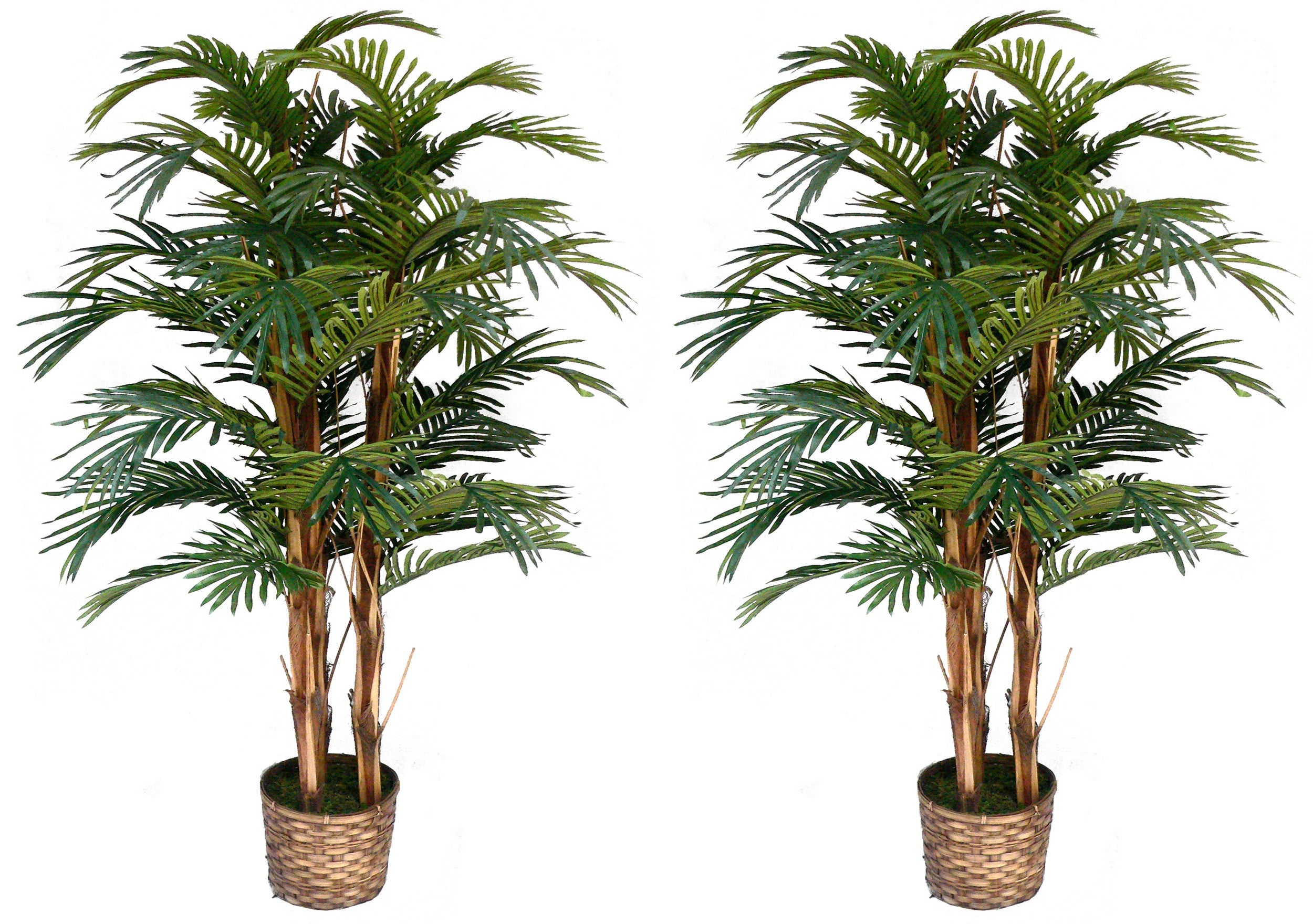 Palm Trees In Bamboo Wicker Planters | Marketplace | 1800Flowers