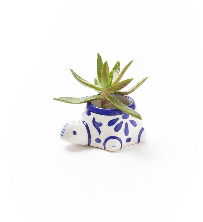 Lalita Indigo Succulent Planter