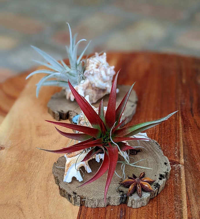 Two Live Air Plants With Seashells