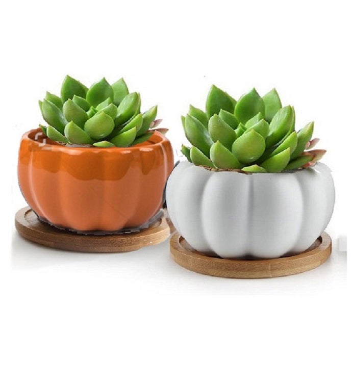 Fall Succulent & Spa Gift Box