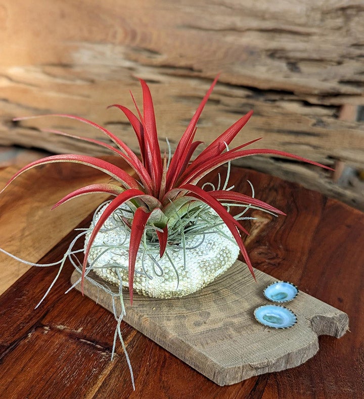 Red Live Air plant With Sea Shell And Driftwood