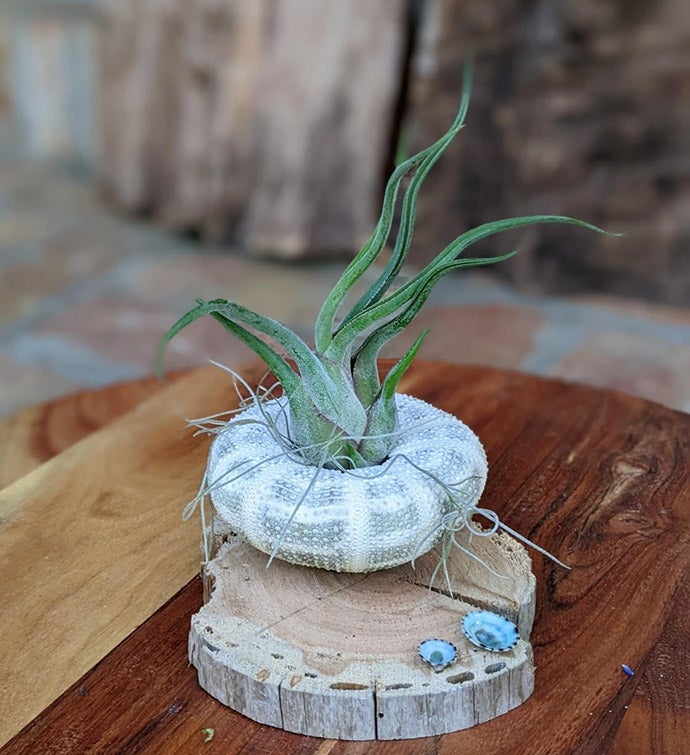 Red Live Air plant With Sea Shell And Driftwood