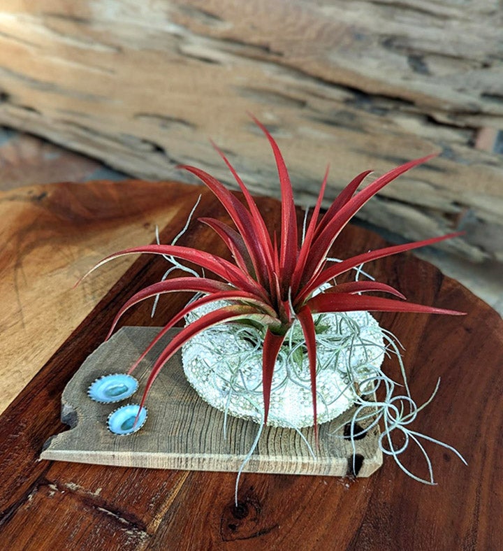 Red Live Air plant With Sea Shell And Driftwood