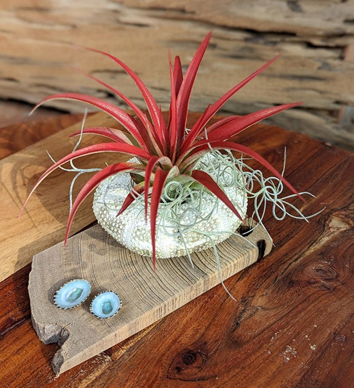 Red Live Air plant With Sea Shell And Driftwood