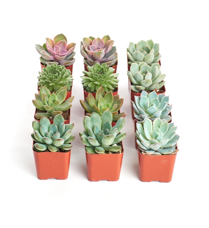 Rosette 2" Mini Succulents
