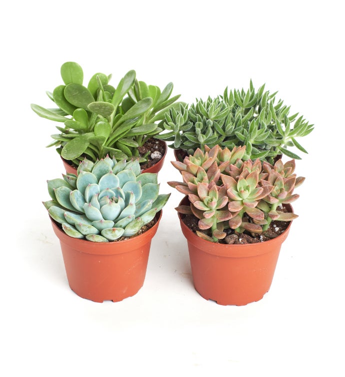 Assorted 4 Medium Succulents | Marketplace | 1800Flowers