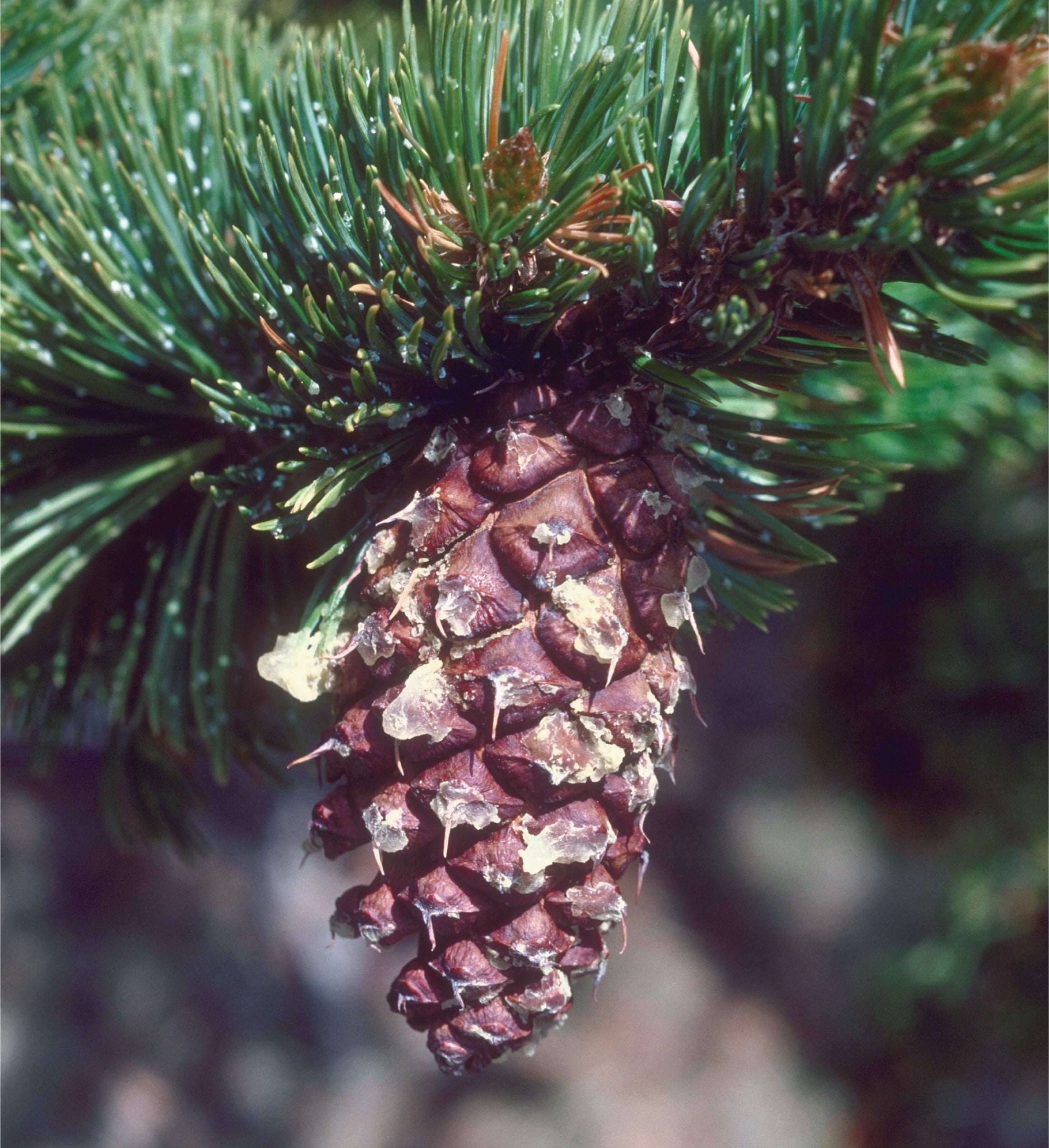 Ancient Bristlecone Pine Seed Grow Kit