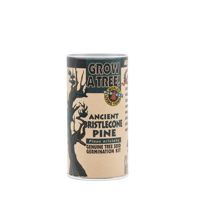 Ancient Bristlecone Pine Seed Grow Kit