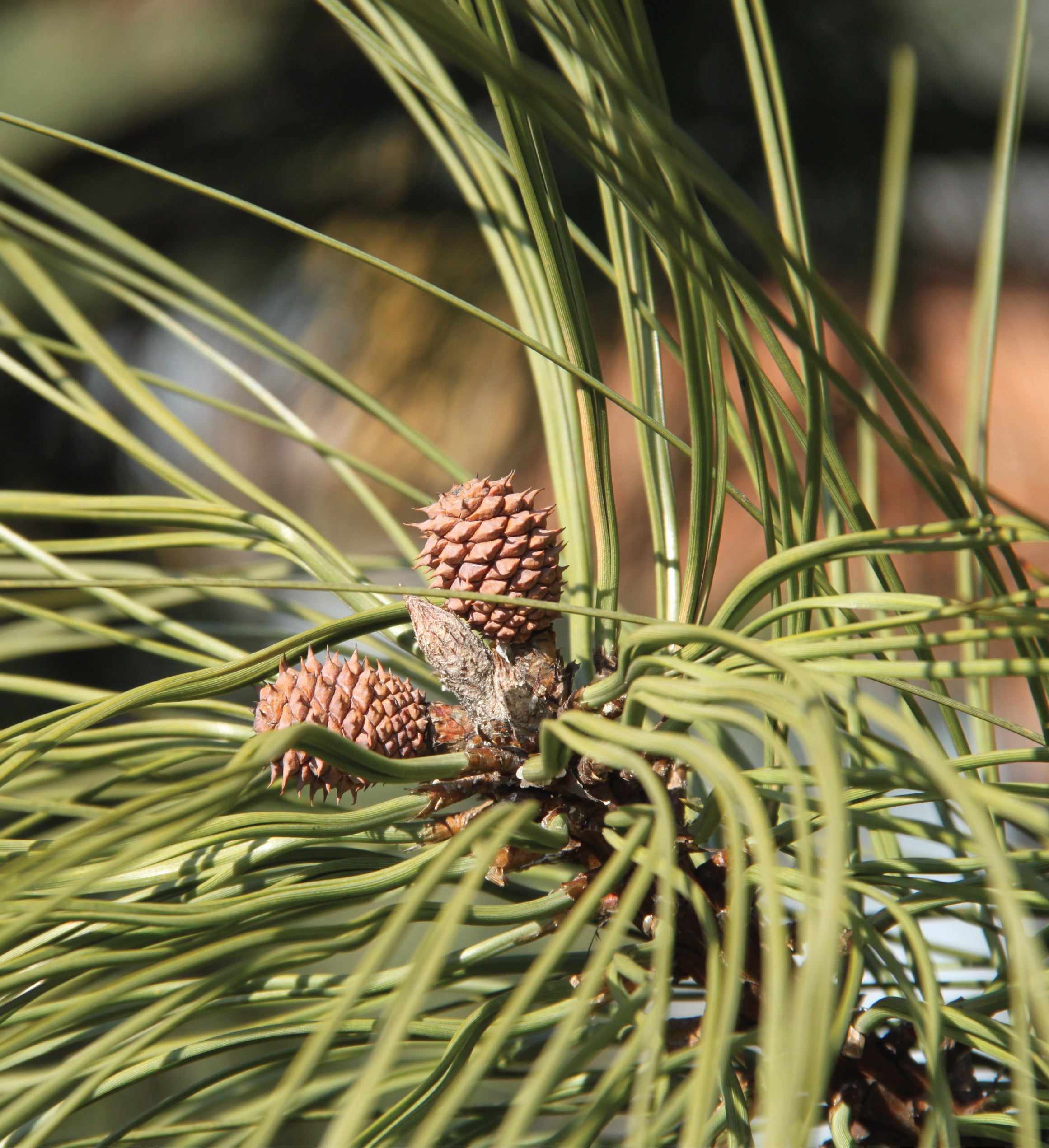 Ponderosa Pine Seed Grow Kit