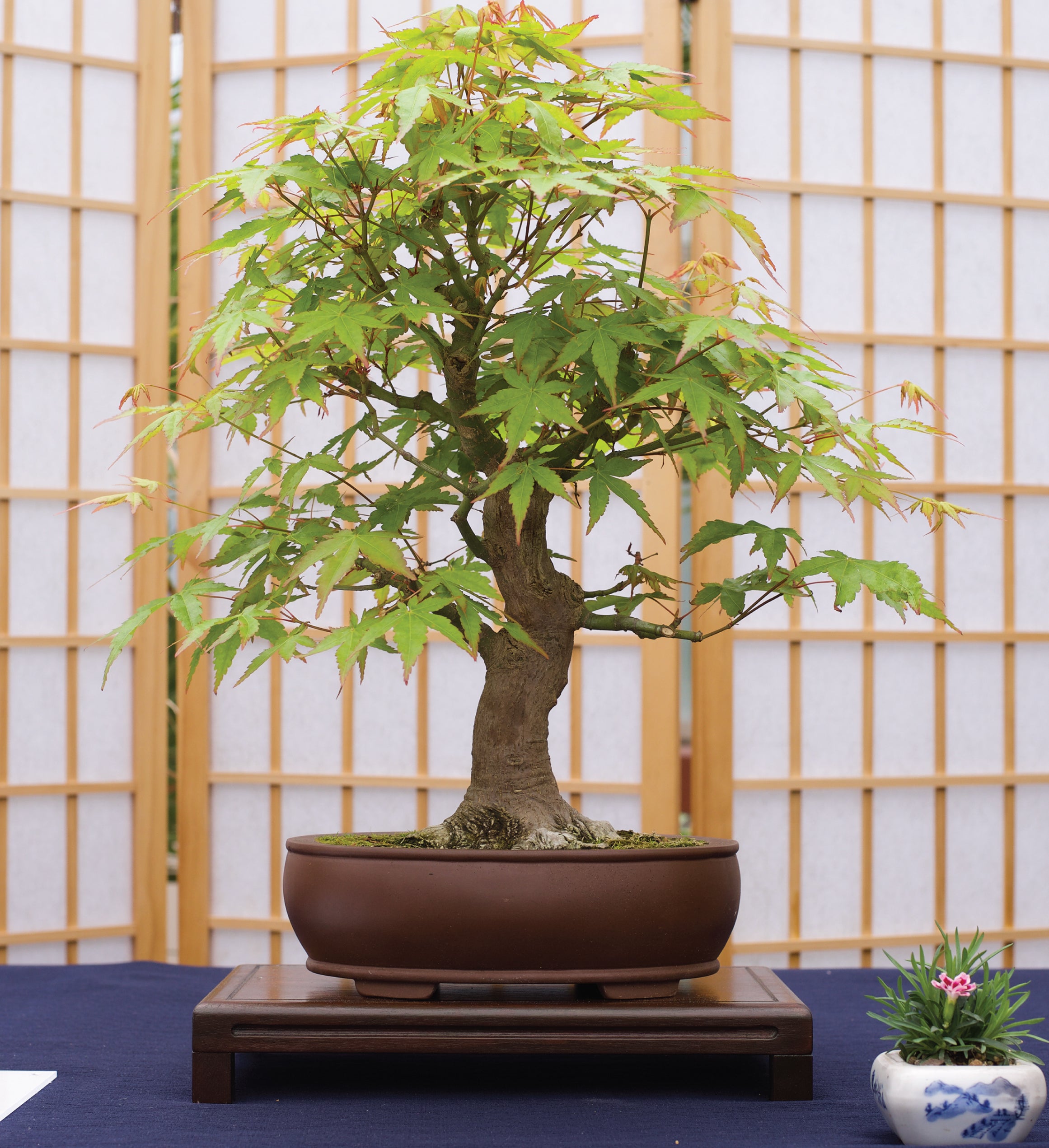 Bonsai Tree Seed Grow Kit