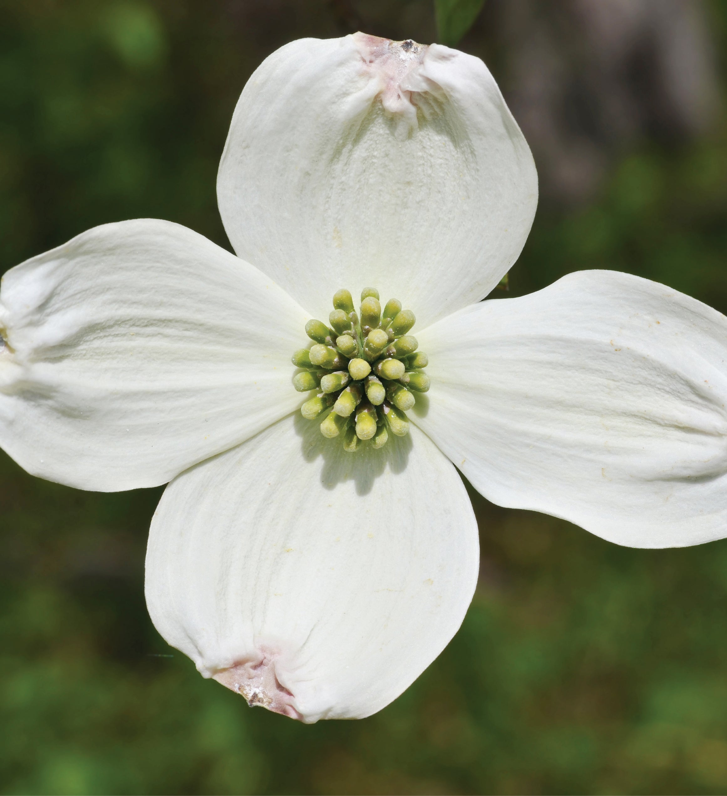  Dogwood Seed Grow Kit