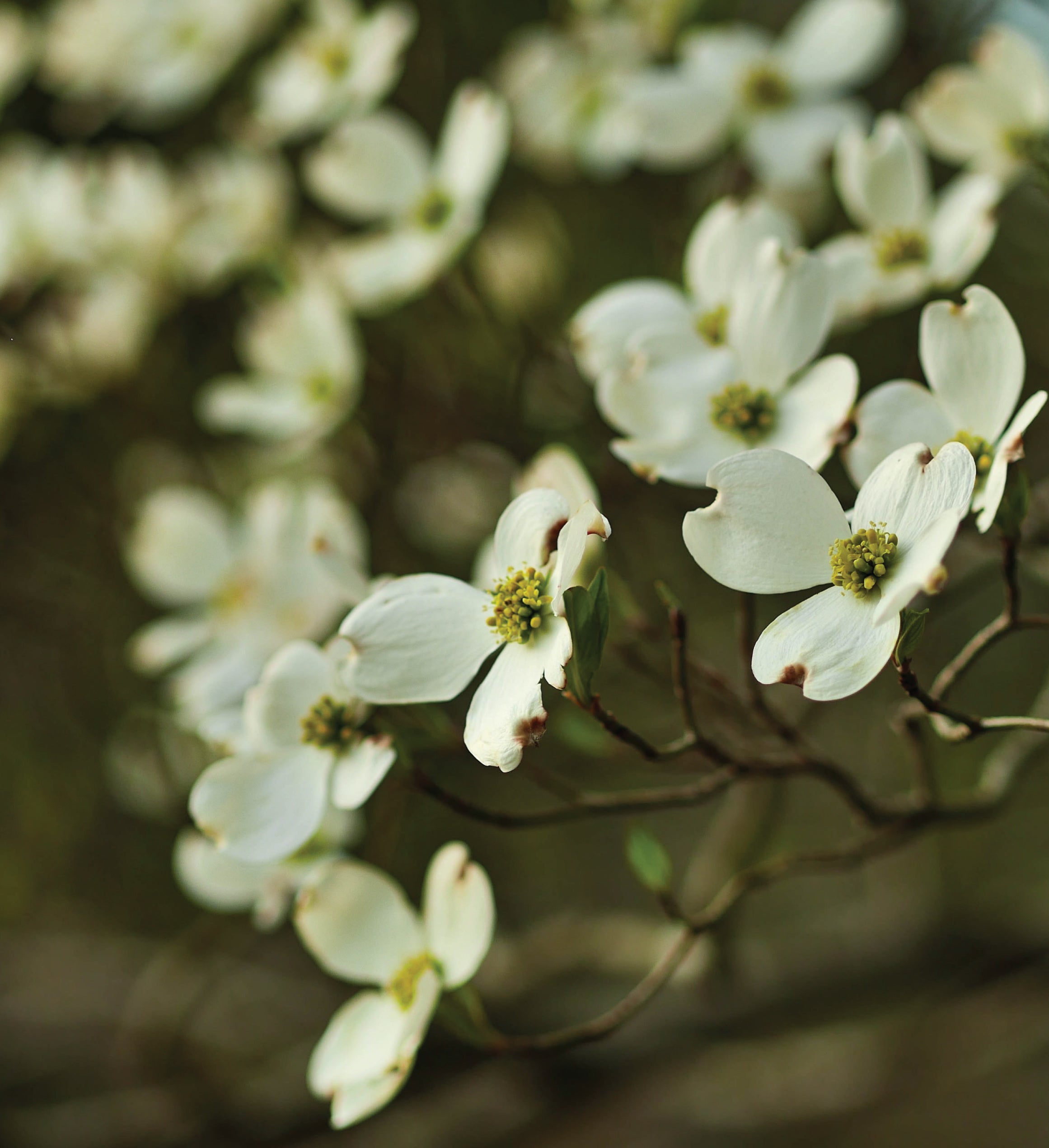  Dogwood Seed Grow Kit