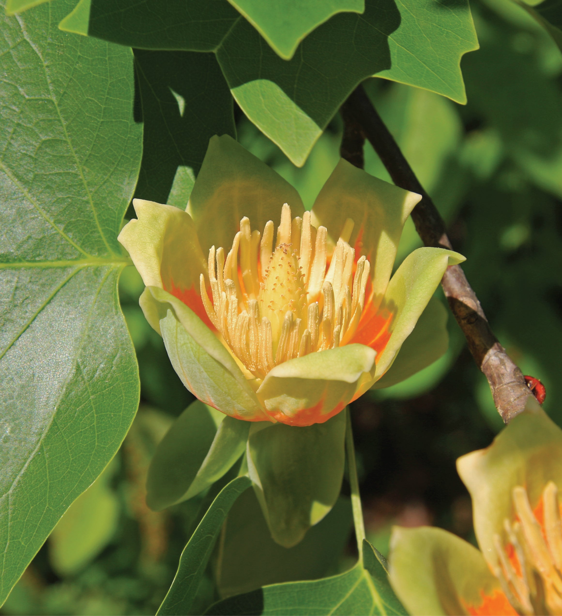 Tulip Poplar Seed Grow Kit