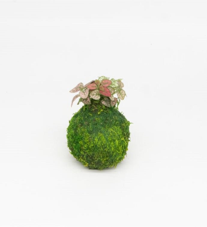 Mini Kokedamas Assorted Foliage | Moss Ball Kokedamas