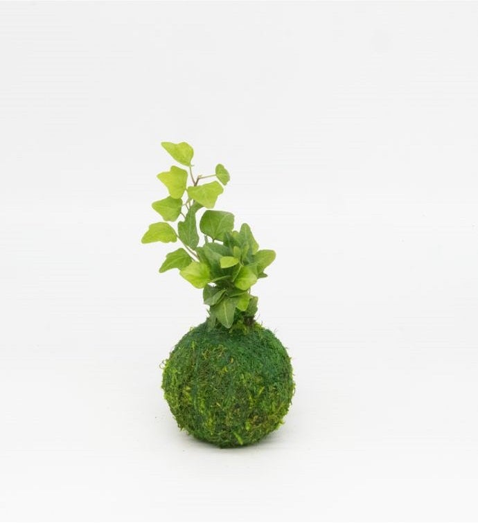 Mini Kokedamas Assorted Foliage   Moss Ball Kokedamas