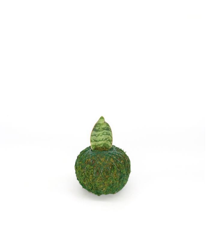 Mini Kokedamas Assorted Succulent | Moss Ball Kokedamas