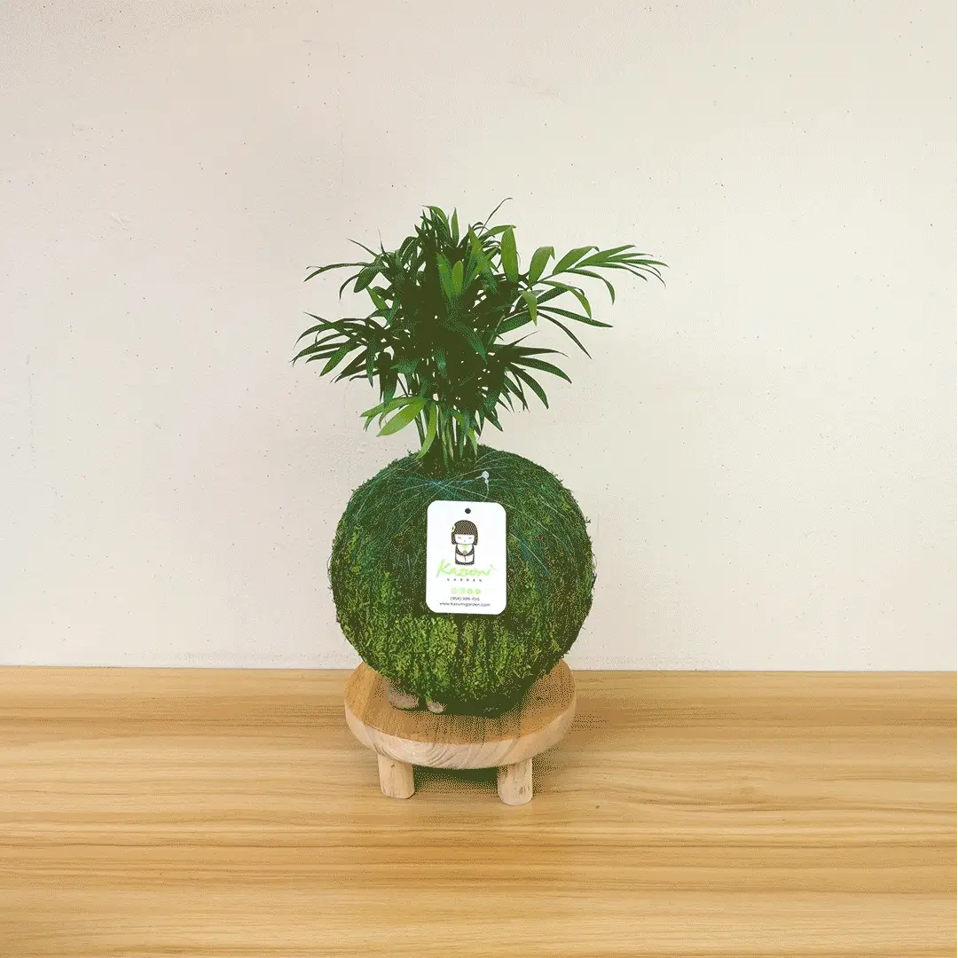 Jade | Moss Ball Kokedamas