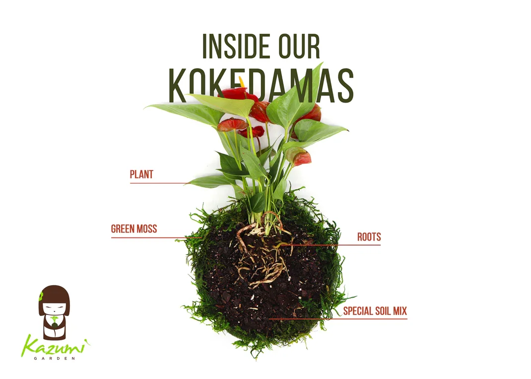 Jade | Moss Ball Kokedamas