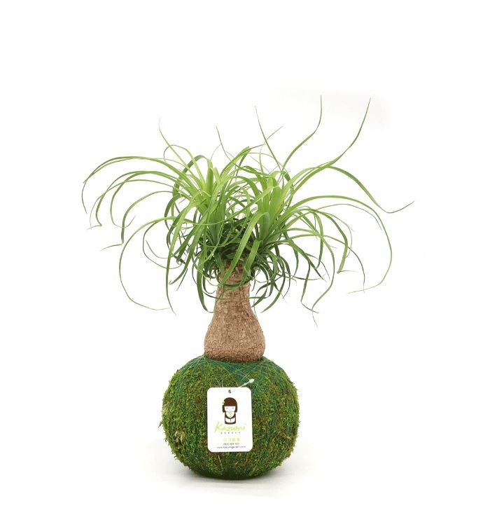 Ponytail Palm   Moss Ball Kokedamas