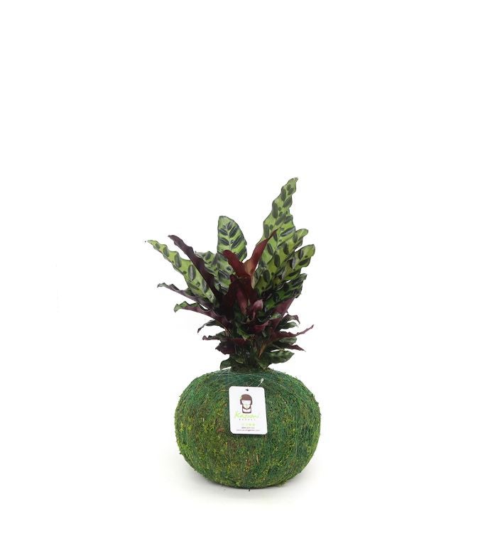 Calathea Lancifolia   Moss Ball Kokedamas