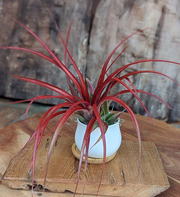 Red Air Plant Gift Set