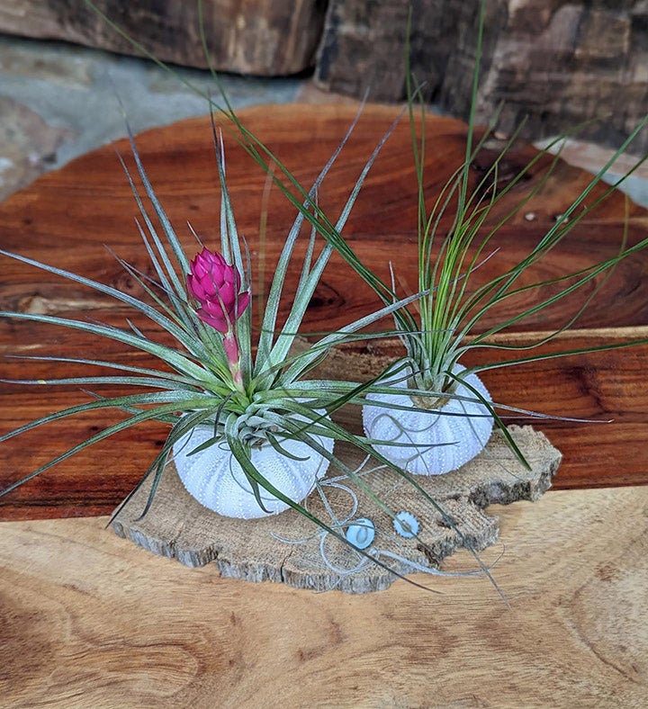 Live Air Plant Arrangement In Seashell - Driftwood Setting