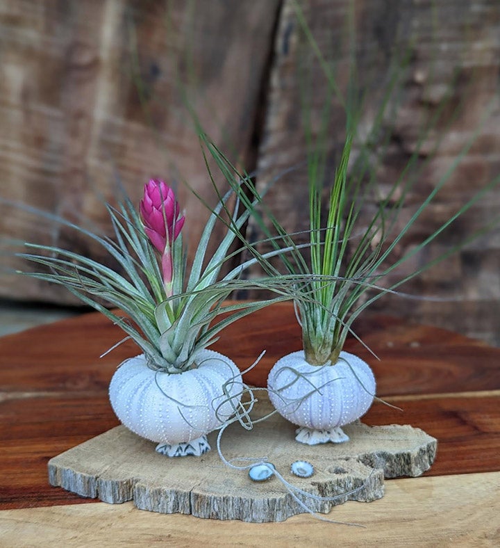 Live Air Plant Arrangement In Seashell - Driftwood Setting
