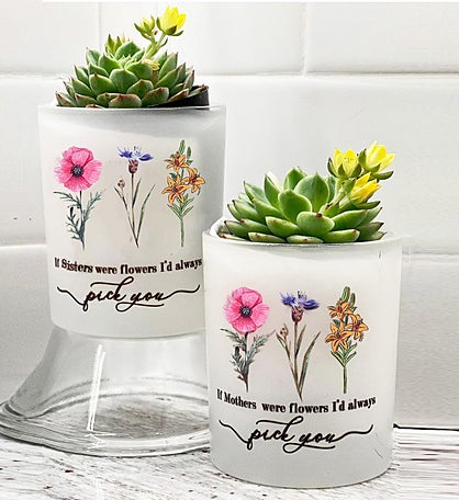 If Friends Were Flowers Succulent Gift